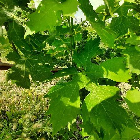 Illasi Agriturismo Andreis Alloggi מראה חיצוני תמונה